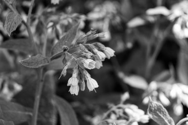 Sert papağan ve dikenli papatya çiçekleri olarak bilinen simfizum asperum siyah ve beyaz renkli yemyeşil arkaplan ile yakın plan