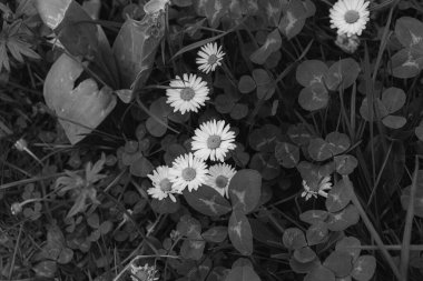 Doğa arka planında büyüyen güzel papatya (Bellis perennis) çiçeklerinin yakın plan resmi siyah beyaz