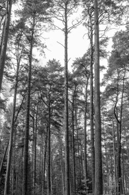 Letonya, Jurmala 'da manzara uzunluğunda çam ağaçları ve yemyeşil orman parkı manzarası. Barışçıl, rahatlatıcı ve açık hava macera konsepti siyah beyaz