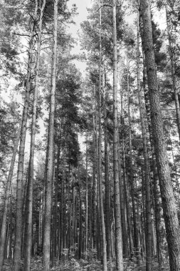 Letonya, Jurmala 'da manzara uzunluğunda çam ağaçları ve yemyeşil orman parkı manzarası. Barışçıl, rahatlatıcı ve açık hava macera konsepti siyah beyaz