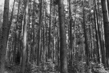Letonya, Jurmala 'da manzara uzunluğunda çam ağaçları ve yemyeşil orman parkı manzarası. Barışçıl, rahatlatıcı ve açık hava macera konsepti siyah beyaz
