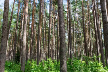 Letonya, Jurmala 'da manzara uzunluğunda çam ağaçları ve yemyeşil orman parkı manzarası. Huzurlu, rahatlatıcı ve açık hava macera arka plan kavramı