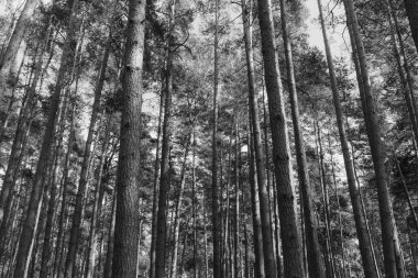 Letonya, Jurmala 'da manzara uzunluğunda çam ağaçları ve yemyeşil orman parkı manzarası. Barışçıl, rahatlatıcı ve açık hava macera konsepti siyah beyaz