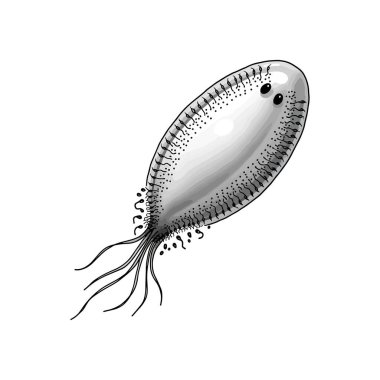  Vector Illustration of Paramecium Aurelia  Minimalistic Ciliate Microorganism Design clipart