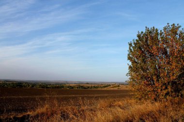 Ağaçlı güzel sonbahar manzarası