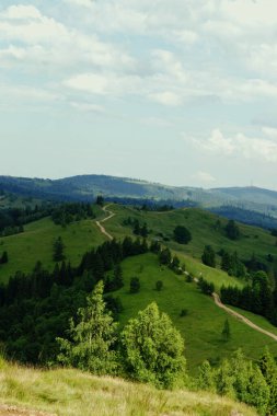 Yeşil bir ormanın güzel bir görüntüsü