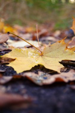Düşen akçaağaç yaprakları