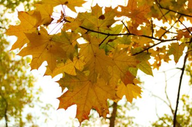 Ormanda sonbahar yaprakları