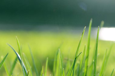 Göl kenarındaki yeşil çimenler, yaz mevsimi.