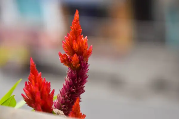 Yeşil saplı kırmızı bir çiçek.