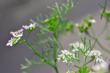 Birkaç yaprağı olan bir çiçeğin yakın çekimi.