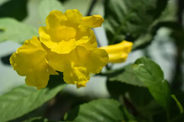 çiçek sarı ve yeşil arka plan 