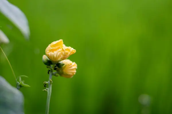 yeşil arkaplan ile sarı çiçek