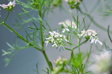 Bahçedeki güzel çiçekler