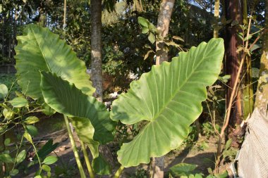 Muz ağacında yeşil yapraklar