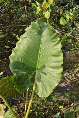 Bahçede taro yaprağı