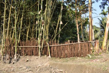 Ormanda bambu çitleri