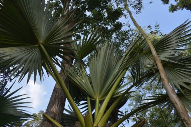 Doğada palmiye yaprakları, flora