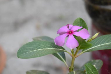 Bahçedeki güzel pembe çiçek