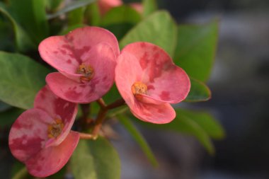 # Çıngıraklı yılanların çiçekleri parktaki bahçede #.