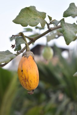 Bahçedeki bir dalda olgun patlıcan