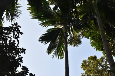 Bahçedeki güzel palmiye ağaçları