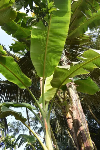 Bahçede yeşil muz yaprakları