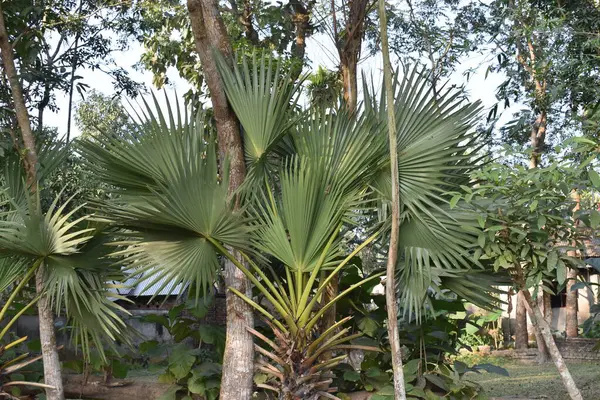 Güzel botanik fotoğrafı, doğal duvar kağıdı.