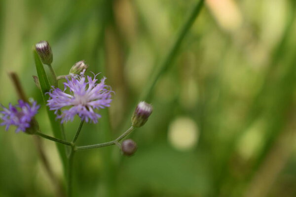 Фоновое изображение красочных цветов, фоновая природа