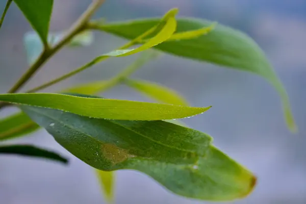 Bahçede yeşil yapraklar