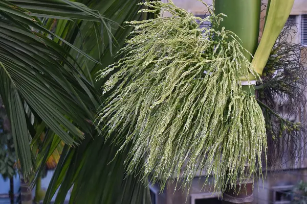 Güzel botanik fotoğrafı, doğal duvar kağıdı.