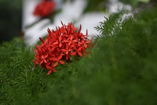 Bahçe içinde kırmızı ve yeşil yaprak
