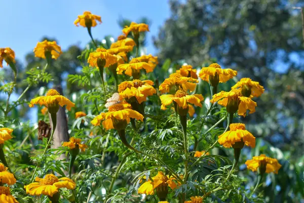 Yeşil yapraklı sarı çiçekler.