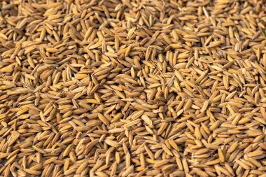 kuru çeltik arkaplan dokusu