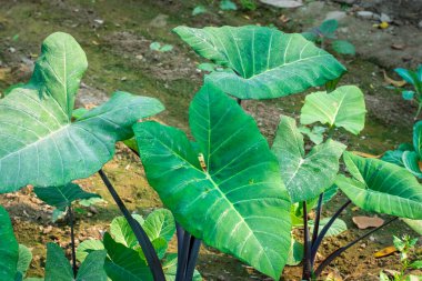 Taro leaves in the garden clipart