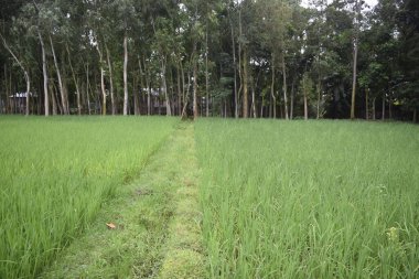 Ormanda bir ağacı olan güzel bir manzara.