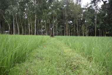 Ağaçlardan ve yeşil otlardan oluşan güzel bir manzara.