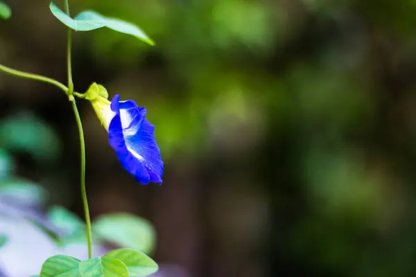 Bahçedeki güzel çiçek