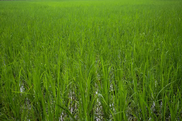 Sabah vakti güzel pirinç tarlaları