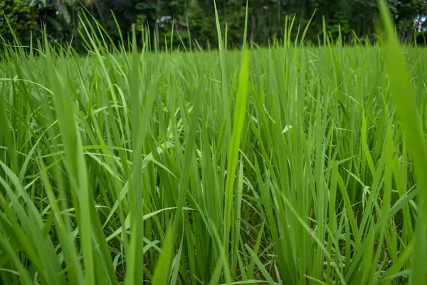 Sabah yeşil pirinç tarlaları