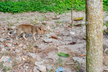 Bir kedi ormanda yerde dinleniyor.