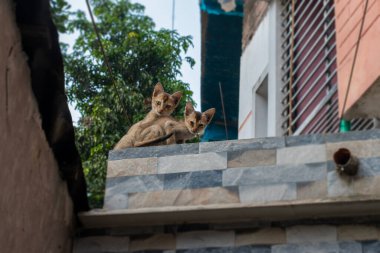 İki güzel kedi bir duvarda oturuyor.