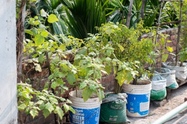 Çatı katı sebze bahçeleri plastik çimento torbasında.