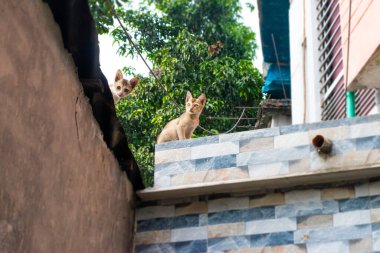 İki güzel kedi birbirlerini takip ederek duvarda otururlar.