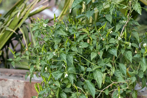 Çatı katındaki bahçede bir sürü yeşil biber var.