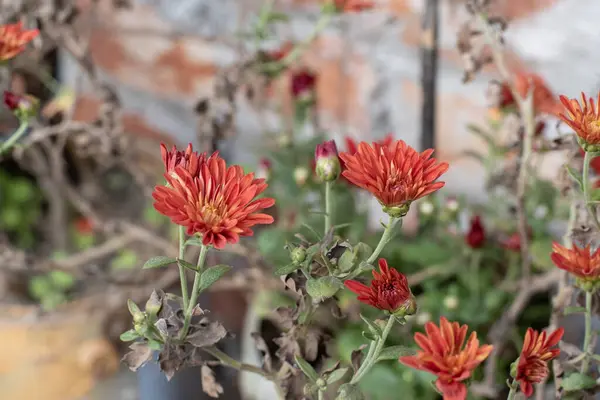 Yeşil arka planı olan kırmızı kasımpatı çiçeği.