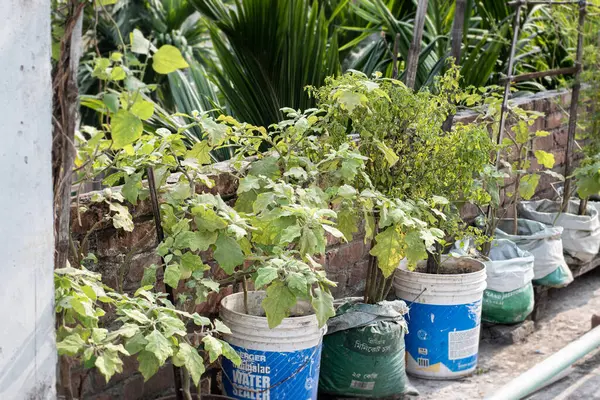 Çatı katı sebze bahçeleri plastik çimento torbasında.