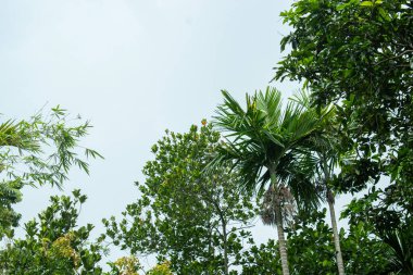 Ağaçtaki yeşil yapraklar Ormanda, doğa ve bitki örtüsünde