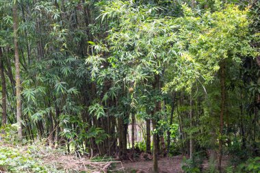 Ağaçların kökleri olan orman