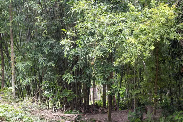 Ağaçların kökleri olan orman